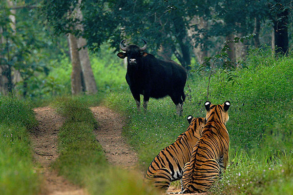 Bhadra Widlife Sanctuary