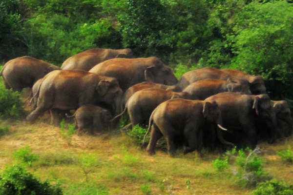 Sanamavu Reserve Forest